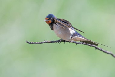 Barn Swallow, Hirundo Rustica bir dalda.