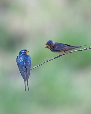 Barn Swallow, Hirundo Rustica bir dalda.