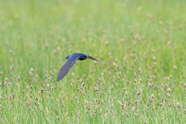 Bataklık üzerinde uçan ahır kırlangıcı, Hirundo rustica.
