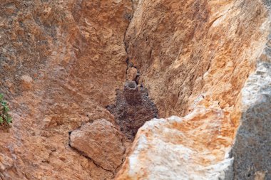 Doğu Rock Nuthatch, Sitta Tephronota yuvası bir kayanın üzerinde.