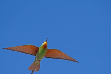 Mavi yanaklı arı yiyici, Merops persicus gökyüzünde uçuyor.
