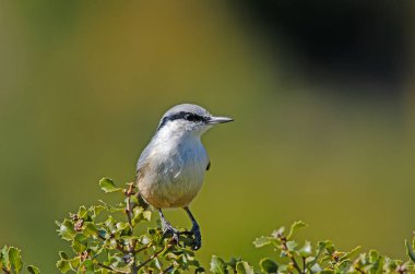 Batı Rock Nuthatch, Sitta Neumayer, şubede..