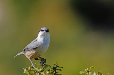 Batı Rock Nuthatch, Sitta Neumayer, şubede..