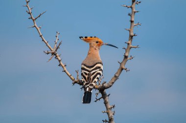Avrasya Hupoesi, Upupa Eppes, kuru bir ağaç dalında..
