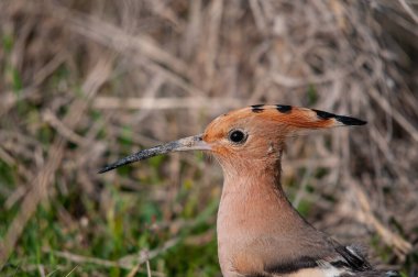 Avrasyalı Hoopoe ve Upupa yakın portre çekiyorlar.