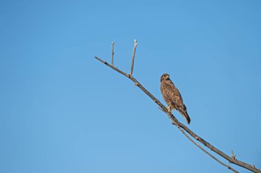 Yaygın Şahin, Buteo buteo. Mavi gökyüzü arkaplanı.