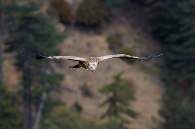 Griffon Vulture, Gyps fulvus, Akdağ 'da uçuyor, Türkiye' de Tokali Kanyonu.