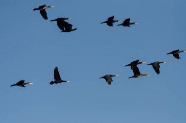 Great Cormorant, Phalacrocorax karbonhidrat, Burdur, Burdur Gölü üzerinde bir grup halinde uçuyor..