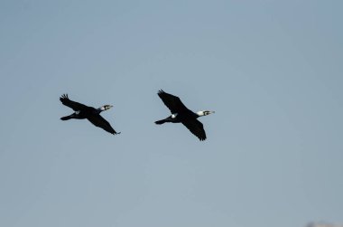 Büyük Karabatak, Phalacrocorax karbonhidrat, Karatas Gölü üzerinde uçuyor, Burdur, Türkiye.