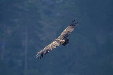 Griffon Vulture, Gyps fulvus, Akdağ 'da uçuyor, Türkiye' de Tokali Kanyonu.