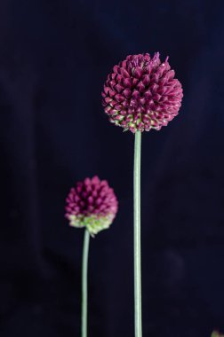 Yuvarlak başlı sarımsak, siyah arkaplan.