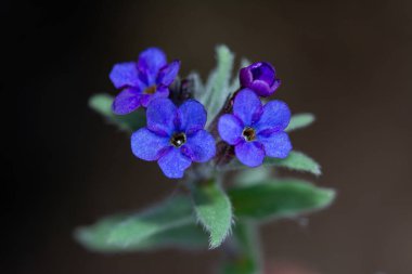 Alkanna makrophylla, Boraginaceae, Türkiye 'de mavi çiçekli endemik bitki.