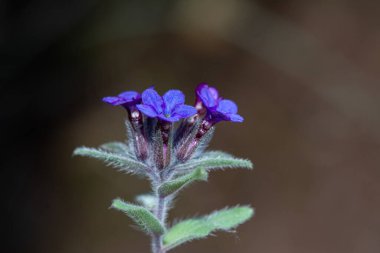 Alkanna makrophylla, Boraginaceae, Türkiye 'de mavi çiçekli endemik bitki.