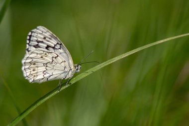 Balkan Marled White kelebeği yeşil renkli bitki yaprakları üzerinde. Yeşil arka plan. Melanargia larissa