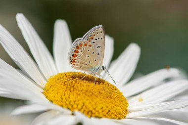 Papatyalarda yaygın mavi, Polyommatus icarus.