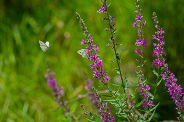 Lythrum salikardiyasında sahte küçük beyaz kelebek. Pieris pseudorapae