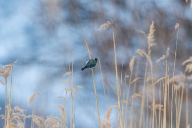 Eurasian Blue Tit, Cyanistes caeruleus, on dry sedge plants in winter.