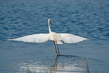 Egretta garzetta, Little Egret, Isikli Gölü, Türkiye 'de, arka manzara kanatları açık.