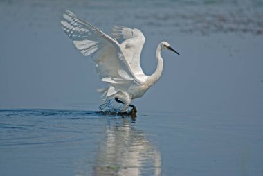 Küçük Egret, Egretta garzetta Isikli Gölü, Türkiye 'de avlanıyor.