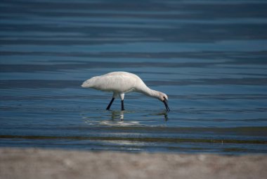 Avrasya Spoonbill, Platalea lucorodia, Türkiye 'deki Burdur Gölü' nde besleniyor.