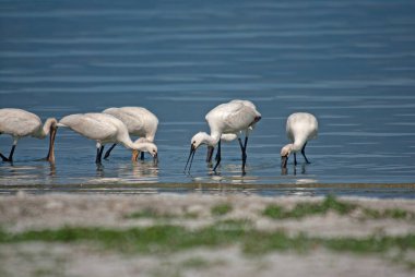 Avrasya Spoonbill, Platalea lucorodia, Türkiye 'deki Burdur Gölü' nde besleniyor.