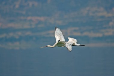 Avrasya Spoonbill, Platalea lucorodia, Burdur Gölü 'nde gökyüzünde uçuyor.
