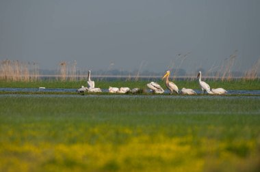 Türkiye 'nin Manyas Gölü' ndeki yeşil su bitkileri ve sazlıklar arasında Büyük Beyaz Pelikan, Pelecanus onocrotalus.
