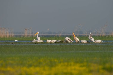 Türkiye 'nin Manyas Gölü' ndeki yeşil su bitkileri ve sazlıklar arasında Büyük Beyaz Pelikan, Pelecanus onocrotalus.
