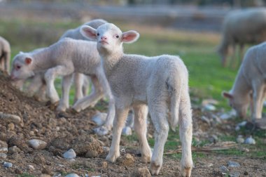 Yeni doğan beyaz renkli kuzular tarlada besleniyor..