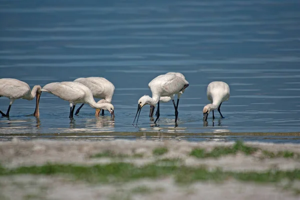 Avrasya Spoonbill, Platalea lucorodia, Türkiye 'deki Burdur Gölü' nde besleniyor.