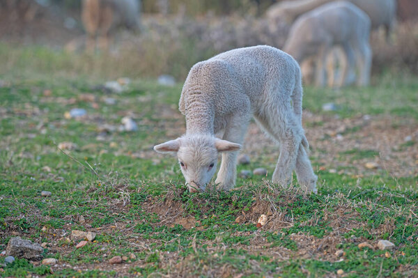 Newborn white coloured lambs are being fed in the field.