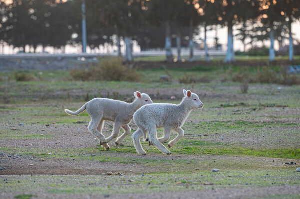 Newborn white coloured lambs running in the field.