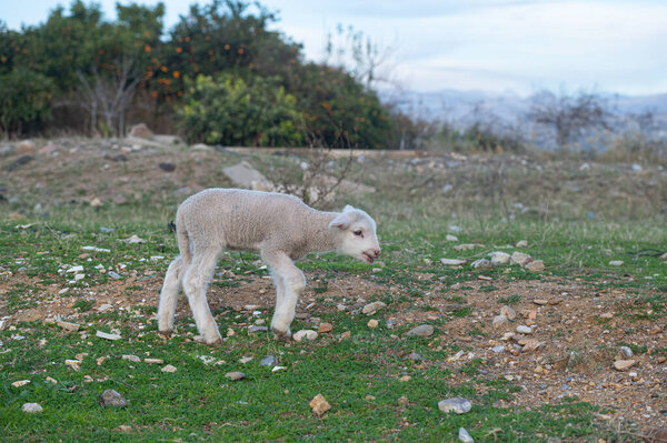 Newborn white coloured lambs are being fed in the field.
