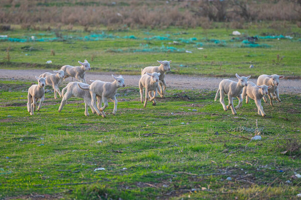Newborn white coloured lambs running in the field.