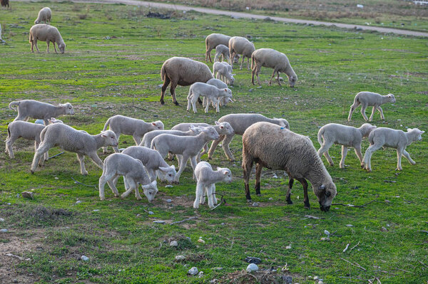 Newborn white coloured lambs are feeding with their mother in the field.