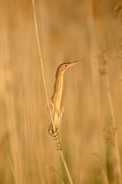 Küçük Bittern, Ixobrychus minute, Türkiye 'deki Burdur Gölü' nde sazlıkların arasında duruyor..