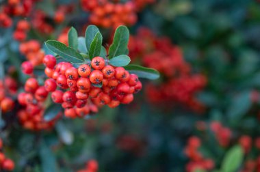 Yeşil yapraklı portakal meyveli Pyracantha Firethorn.