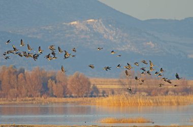 Greylag Goose, Anser anser, Türkiye 'deki Karatas Gölü' nün üzerinde uçuyor. Arka planda yeşil çimenli dağ.