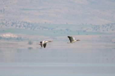 Greylag Goose, Anser anser, Türkiye 'deki Karatas Gölü' nün üzerinde uçuyor. Arka planda yeşil çimenli dağ.