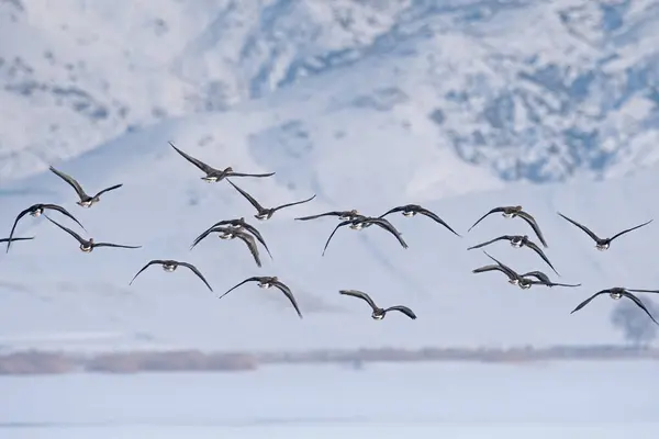 Greylag Goose Anser Anser Volando Sobre Lago Lago Karatas Turquía — Foto de Stock