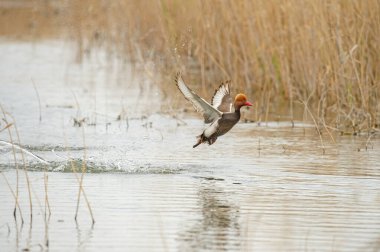 Erkek kırmızı ibikli Pochard (Netta rufina) dereden kalkıyor
