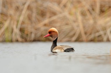 Gölde yüzen erkek kırmızı ibikli Pochard (Netta rufina). Arkaplanda sarı renkli sazlıklar.