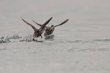 Burdur Gölü 'nden kalkan iki beyaz başlı ördek (Oxyura löcocephala).