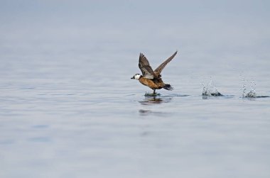 Beyaz başlı ördek (Oxyura leucocephala) Burdur Gölü 'nden havalanıyor.
