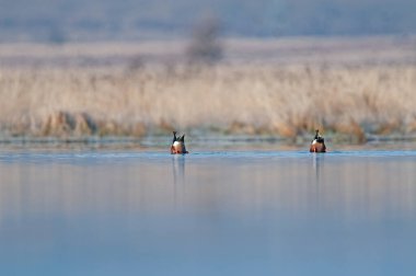 Bir çift Kuzey Kürekçisi (Spatula clypeata) göle dalarak besleniyor.