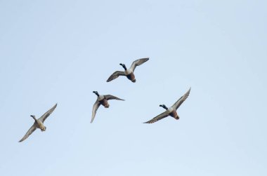 Bir grup Kuzeyli Kürekçi (Spatula clypeata) Burdur Gölü üzerinde uçuyor.