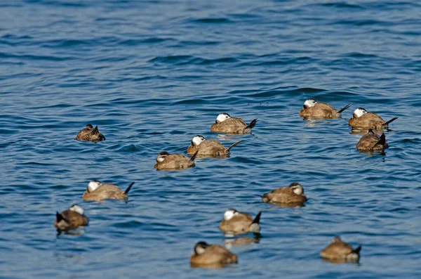 Grupo Patos Cabeza Blanca Oxyura Leucocephala Durmiendo Lago Burdur — Foto de Stock