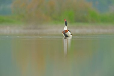 Gölde bulunan Shelduck (Tadorna tadorna), yeşil arka planda uzanan kanatlara sahiptir. Tüylerini kurutan bir ördek.