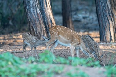 Yavru geyik, annesiyle birlikte ormanda su içiyor. (Fallow Deer, Dama dama)