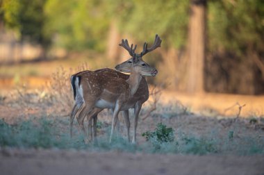 Ormanda düşen iki erkek geyik. (Fallow Deer, Dama dama)